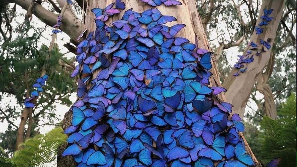 How living in a Blue Zone can help you live longer